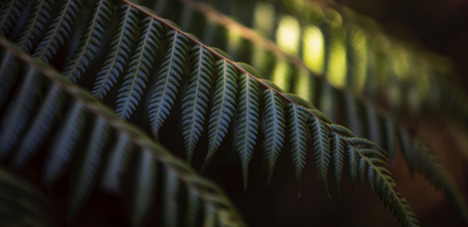 2026 ACE New Zealand SME Summit