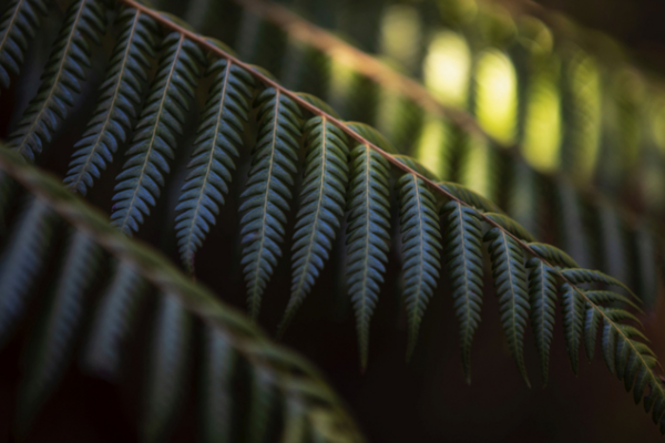 2026 ACE New Zealand SME Summit